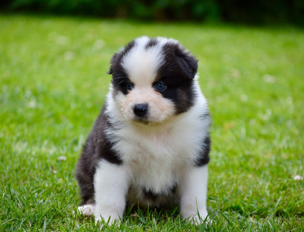 Di Bellu Soniu - Chiots disponibles - Berger Australien