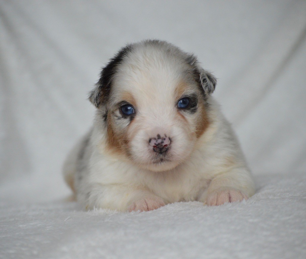 Di Bellu Soniu - Chiots disponibles - Berger Australien